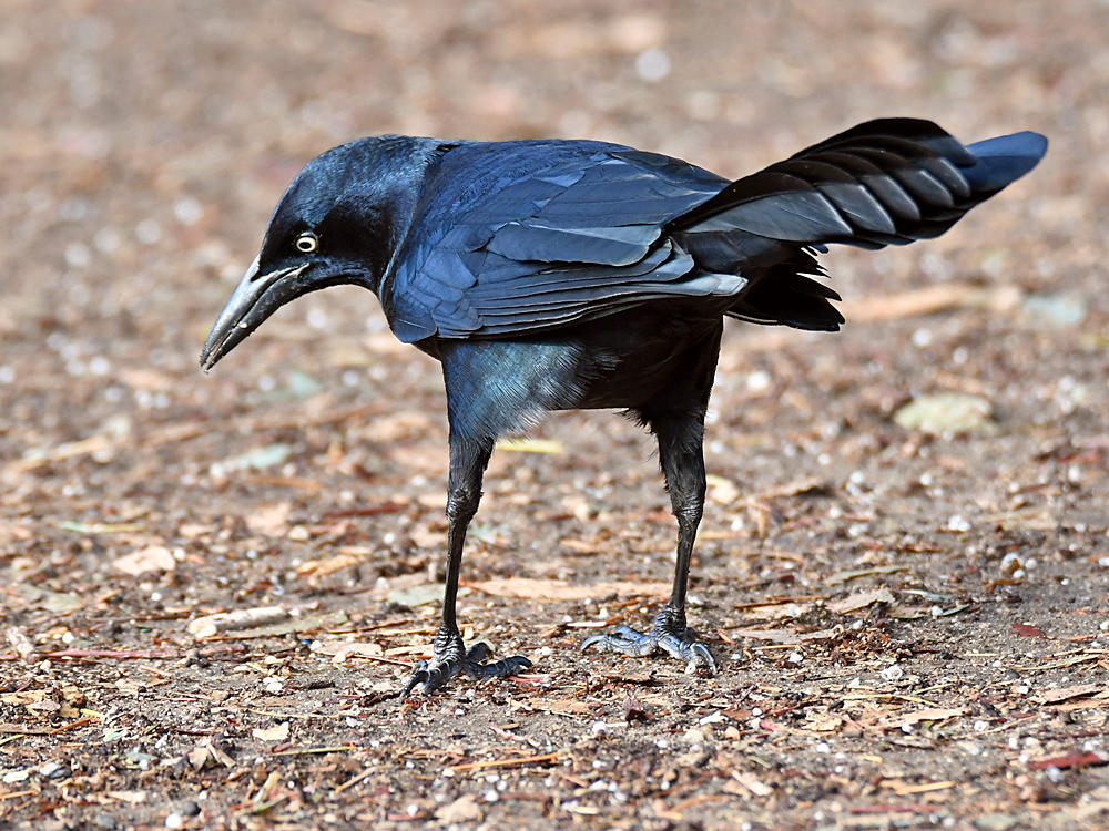 Grackle5.jpg