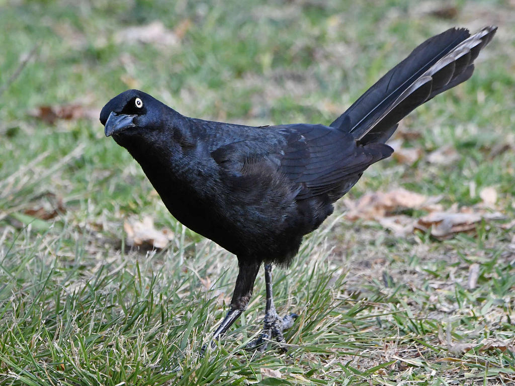 Grackle5.jpg