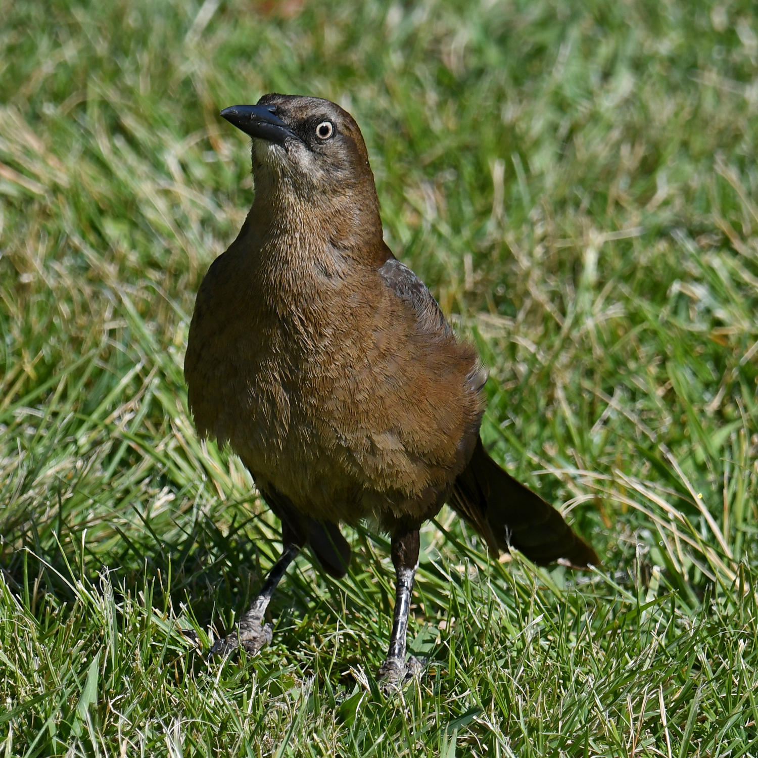 Grackle5.jpg