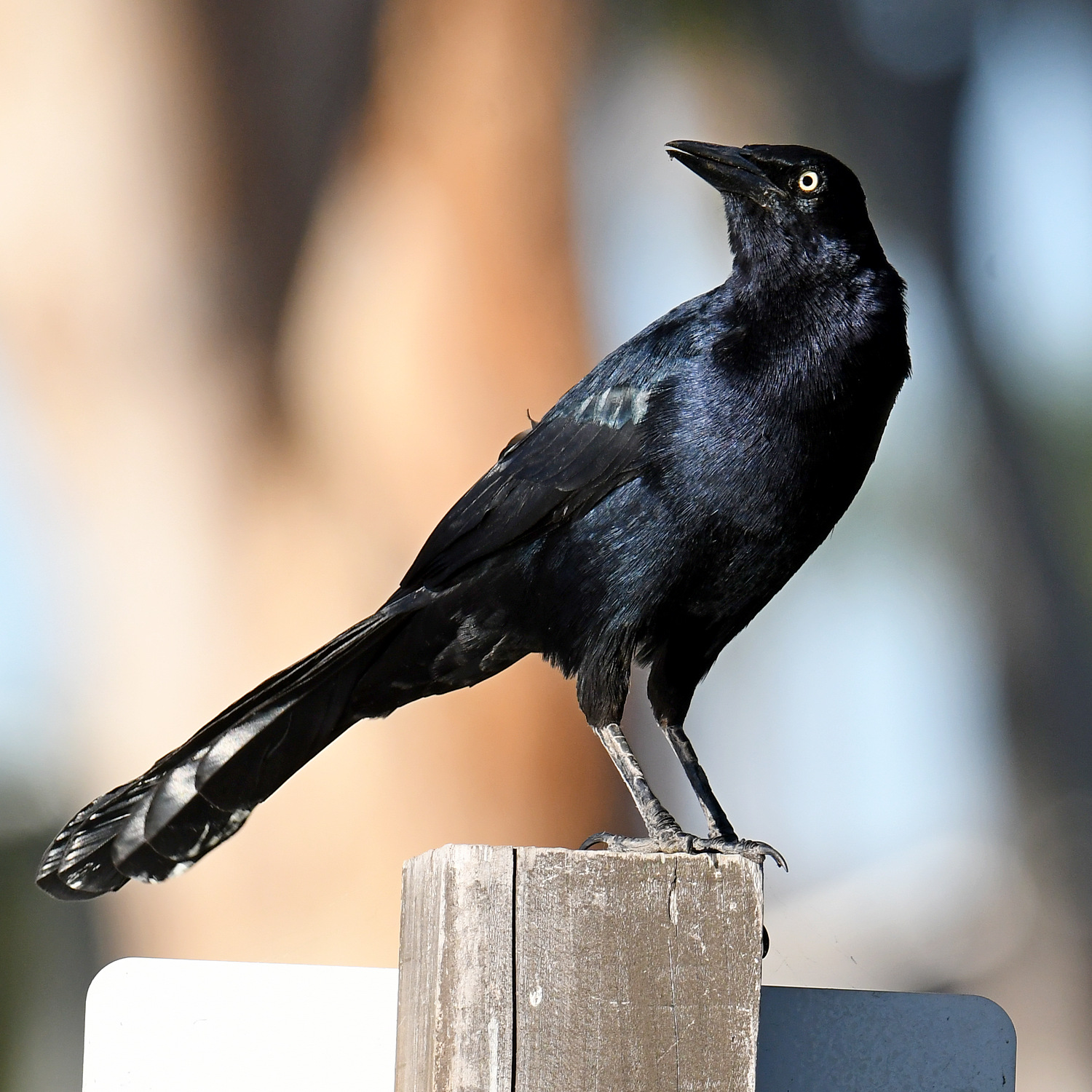 Grackle5.jpg