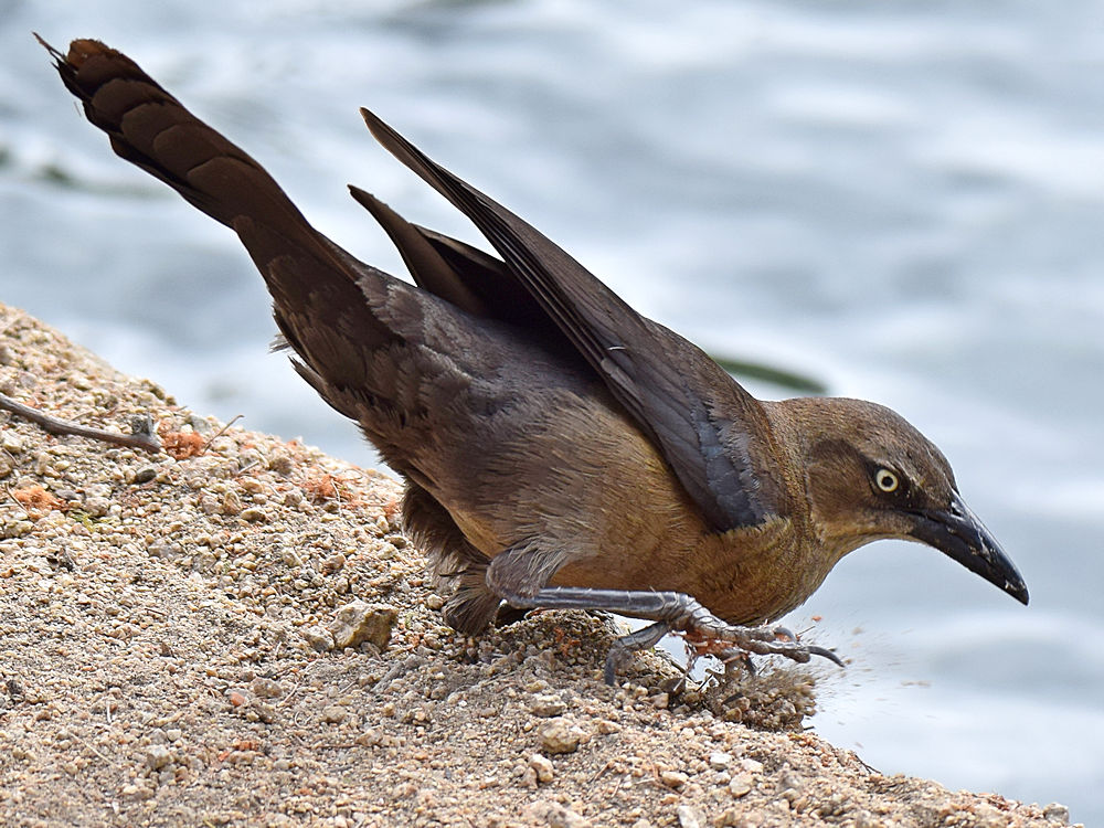 Grackle6.jpg
