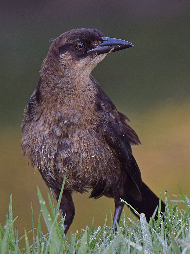 Grackle6.jpg