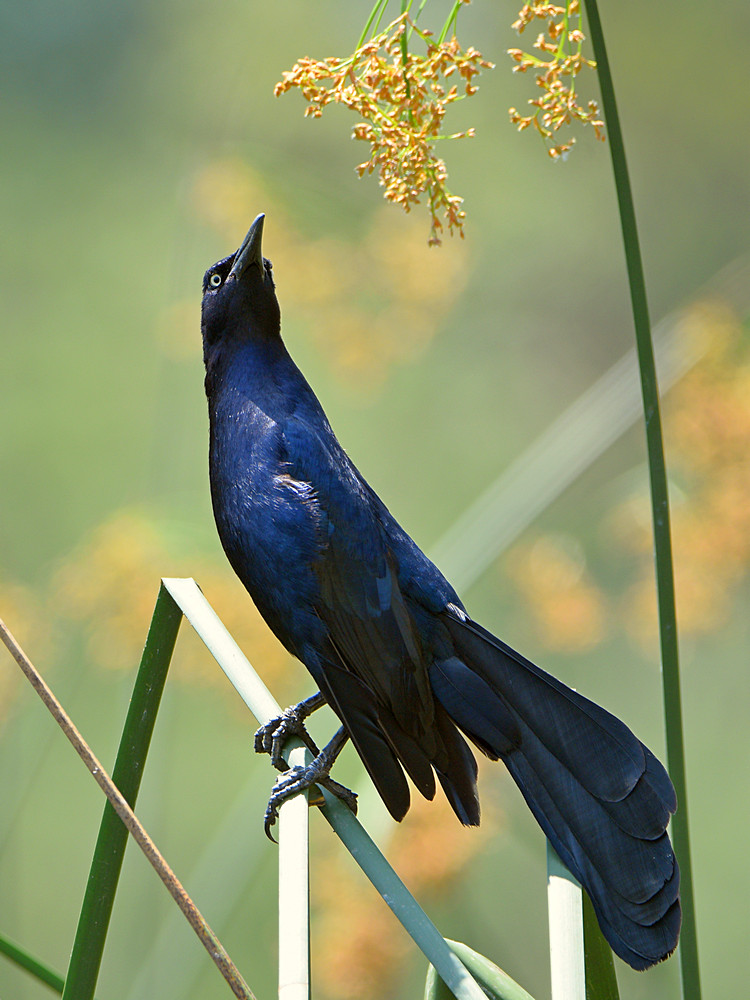 Grackle6.jpg