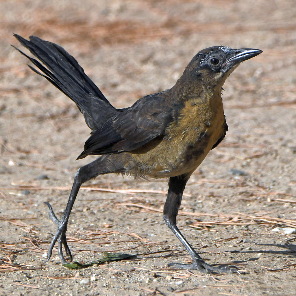 Grackle6.jpg