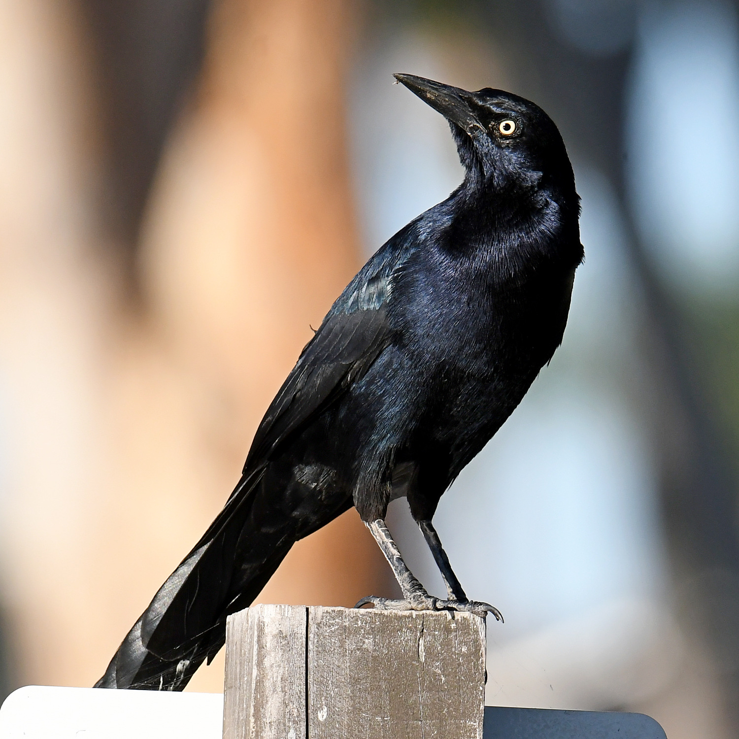 Grackle6.jpg