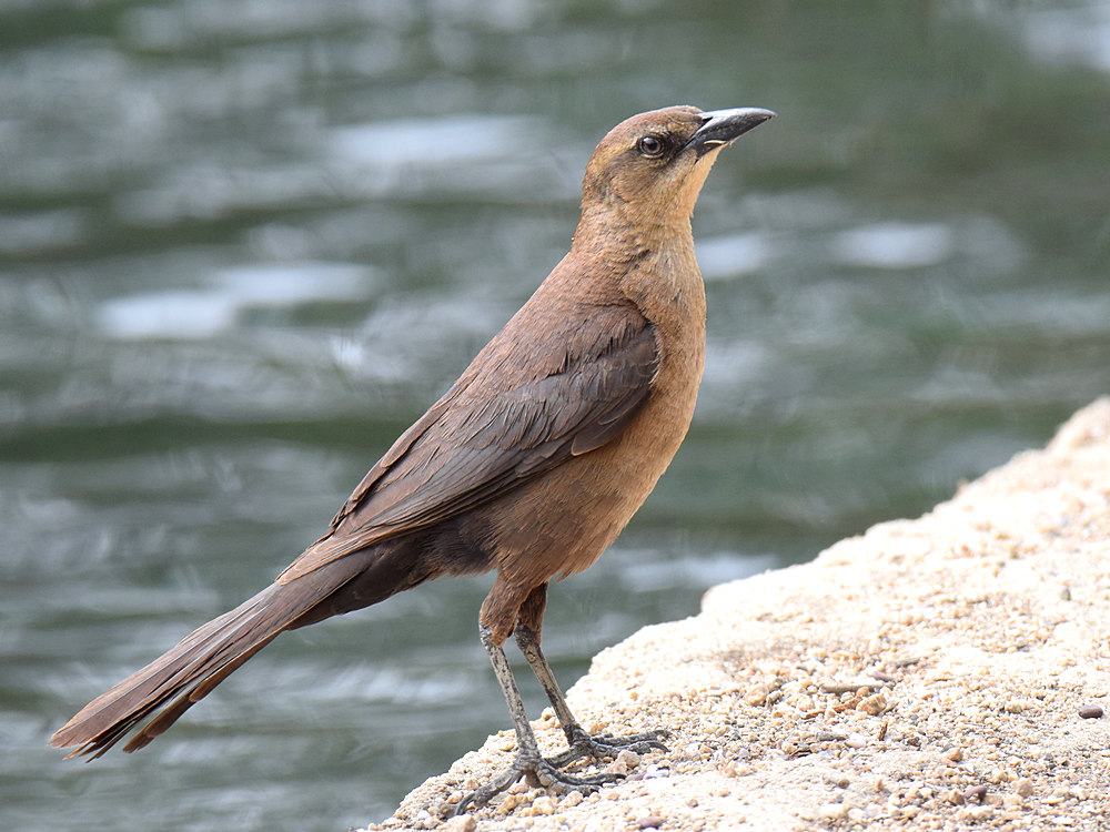 Grackle7.jpg