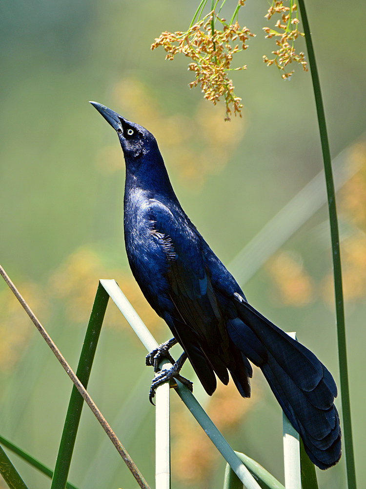 Grackle7.jpg