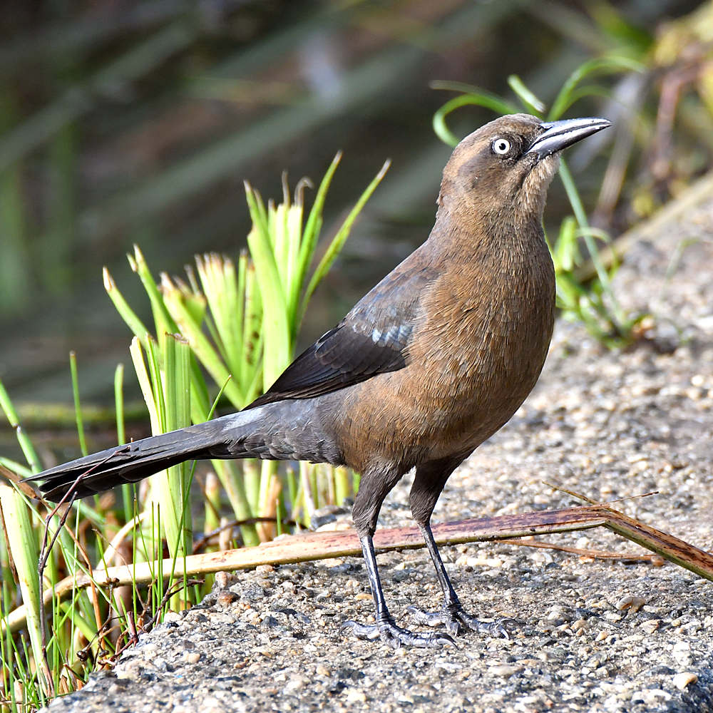 Grackle7.jpg