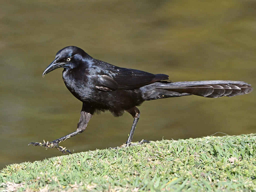 Grackle7.jpg