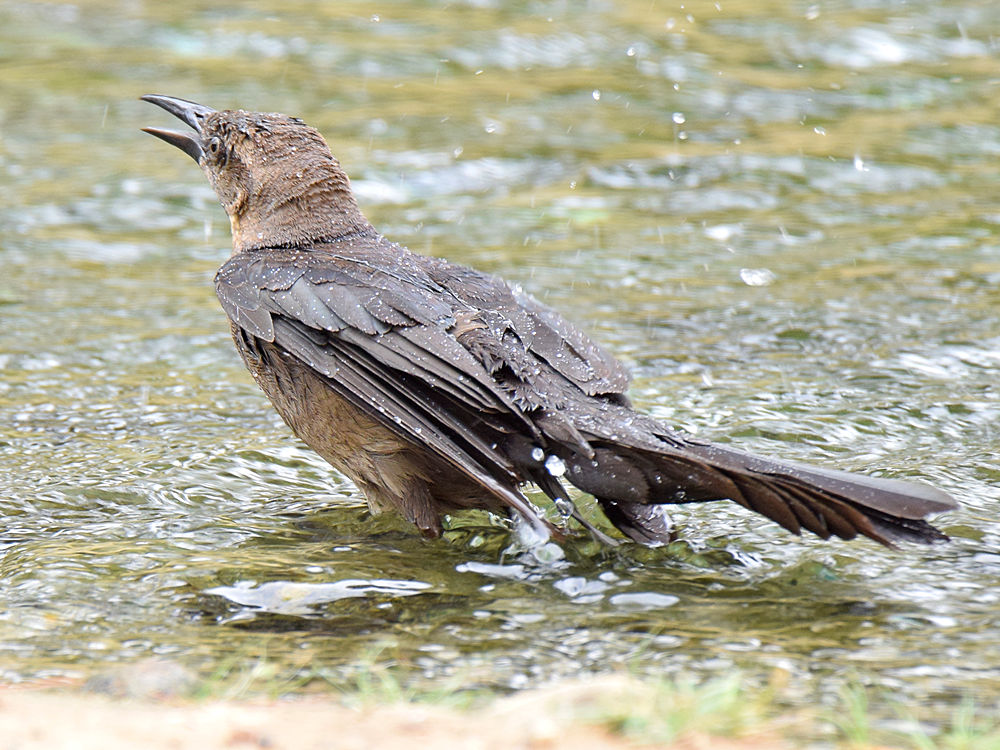 Grackle8.jpg