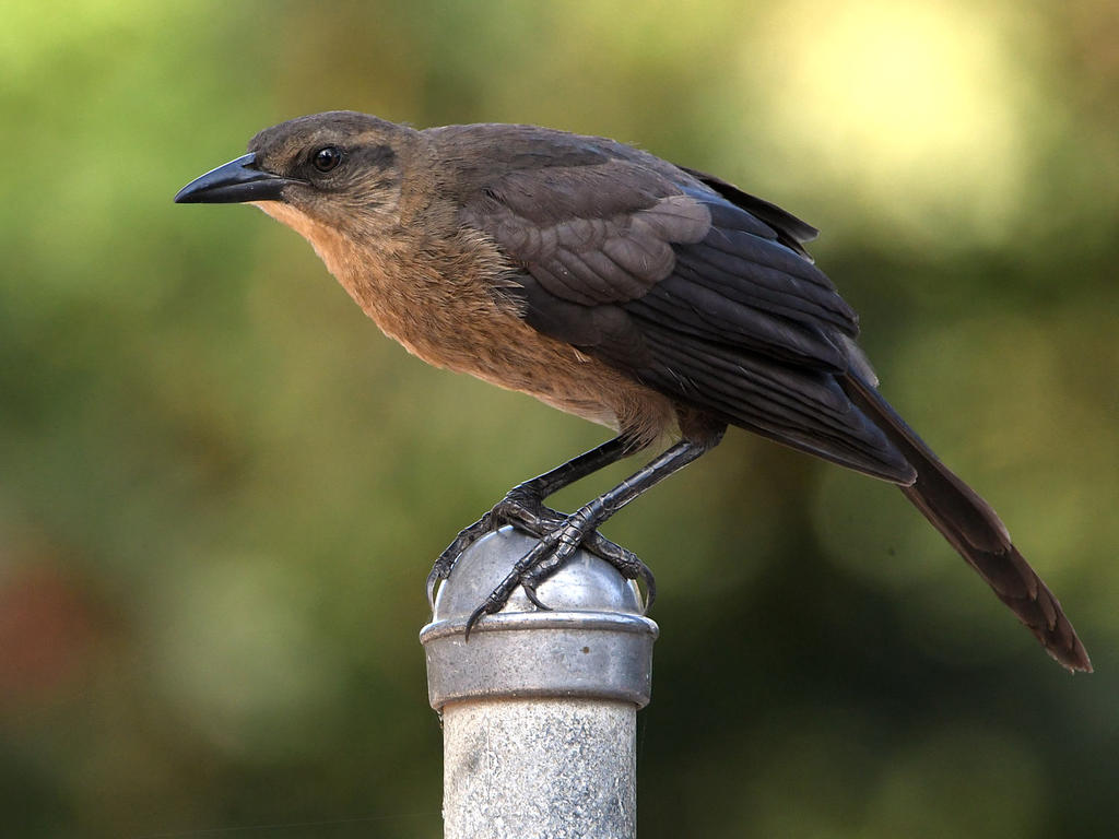 Grackle8.jpg