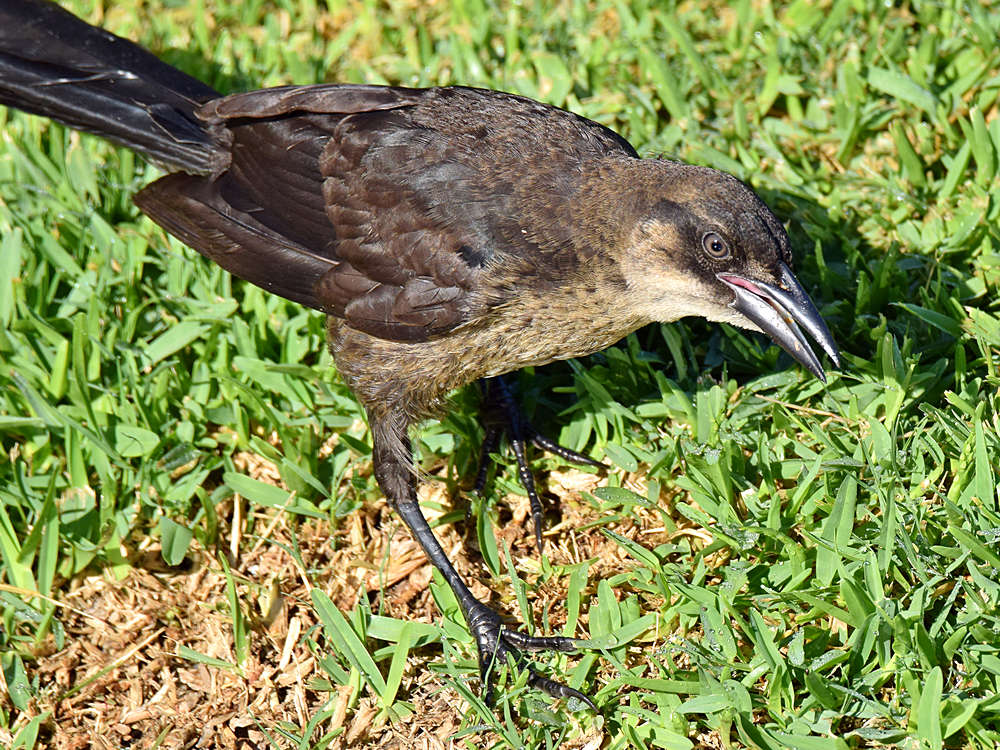 Grackle9.jpg