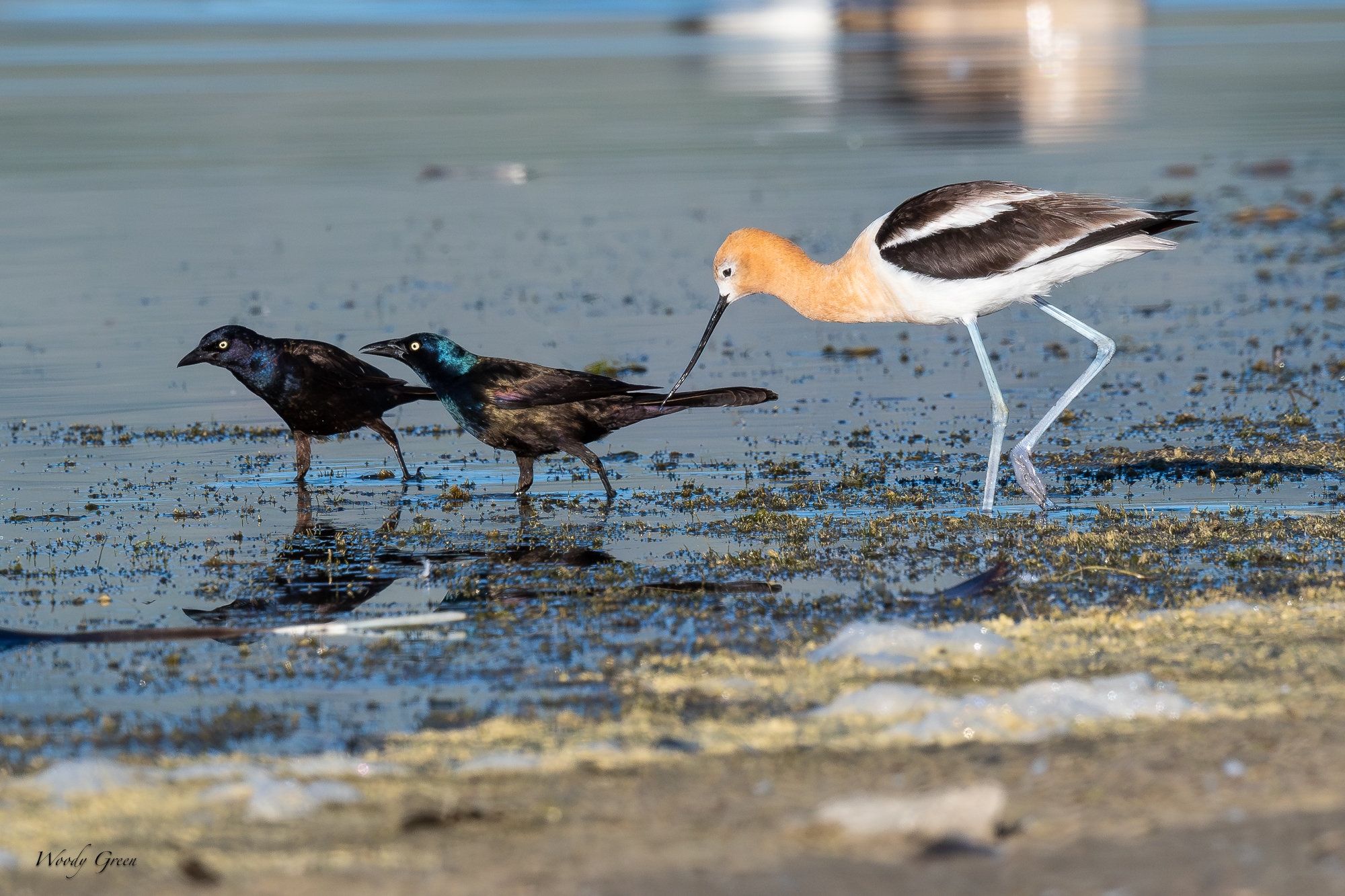 GracklesAvocet-670.jpg