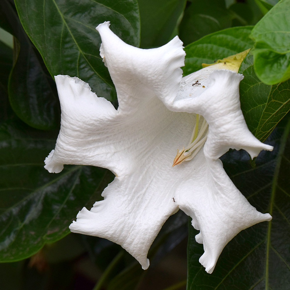 Grandiflora.jpg
