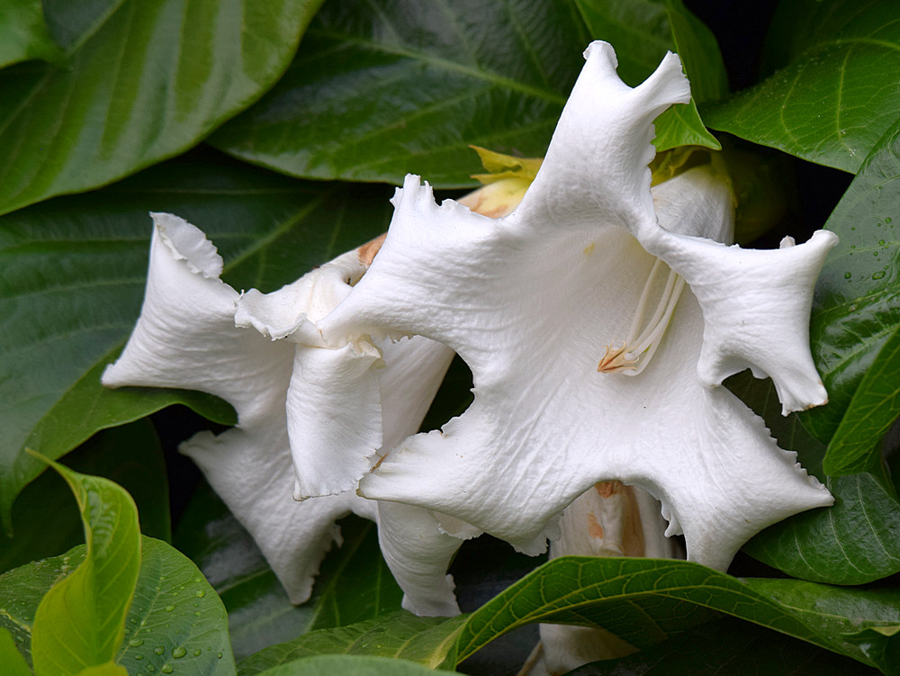 Grandiflora2.jpg