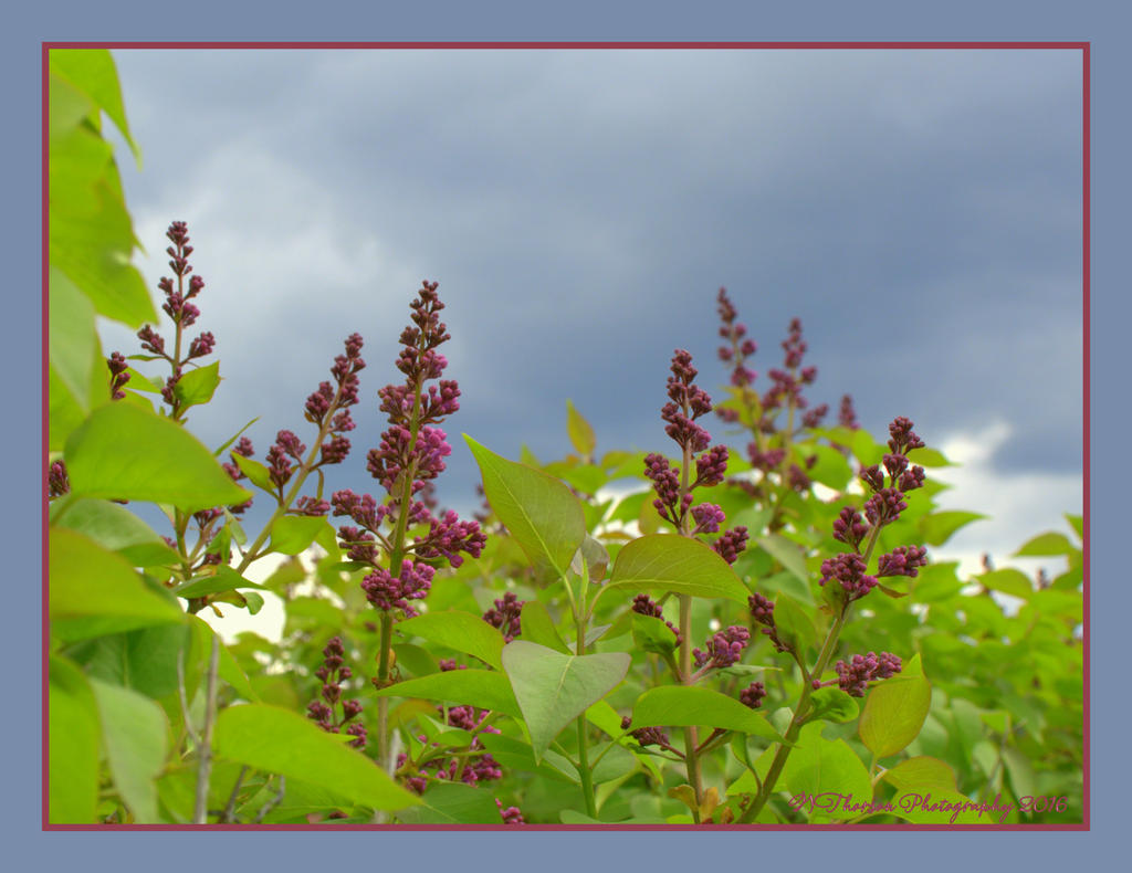 Grandma's Lilac's  5-16-2016.jpg