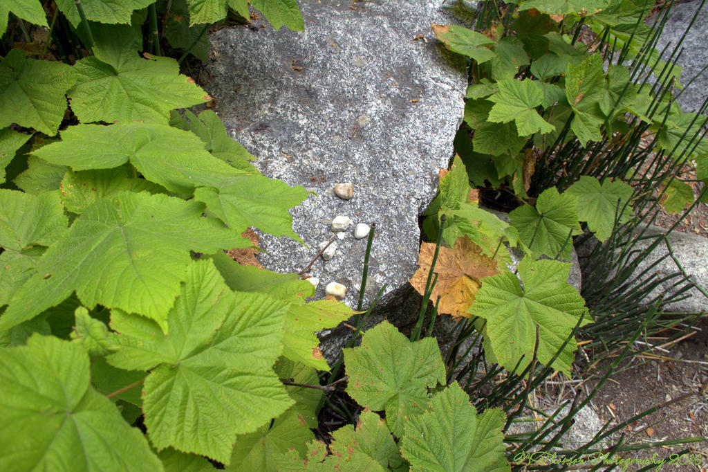 Granite in Cottonwood Canyon 8-5-2016.jpg