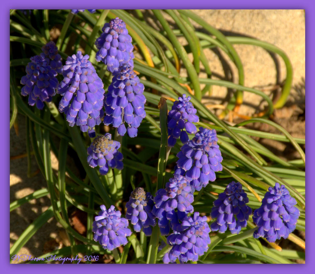 Grape Hyacinth 4-12-2016.jpg