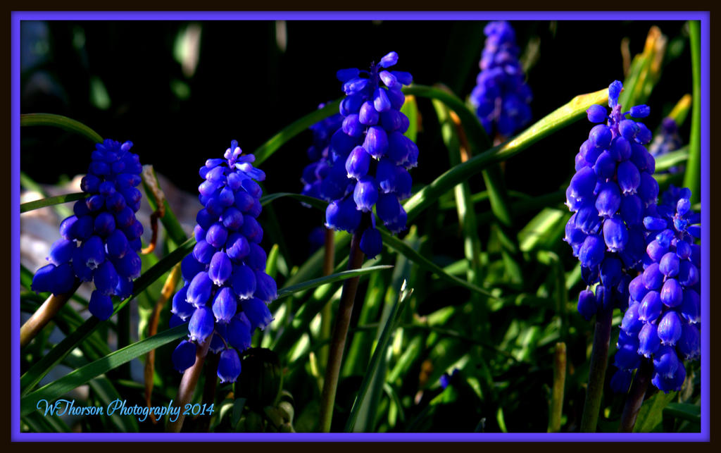 Grape Hyacinth.jpg