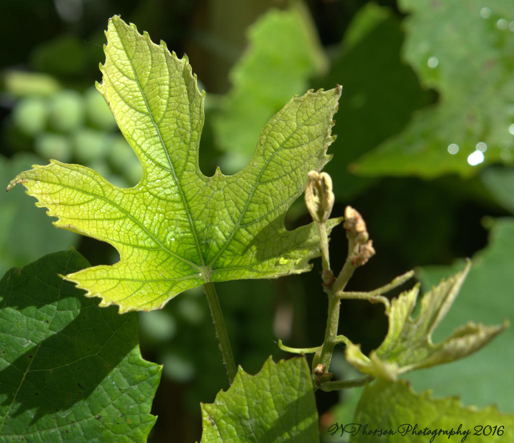 Grape Leaves 7-21-2016.jpg