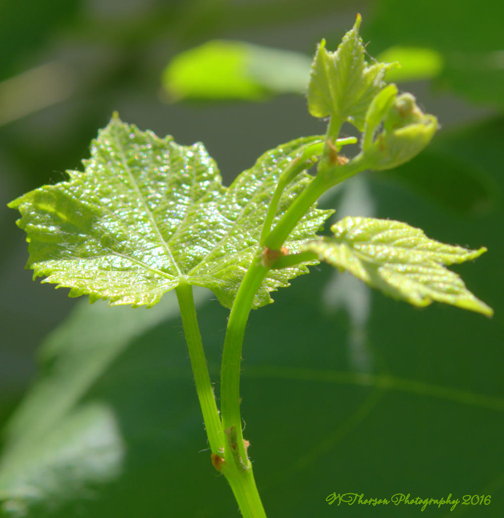 Grape Leaves 7-8-2016.jpg
