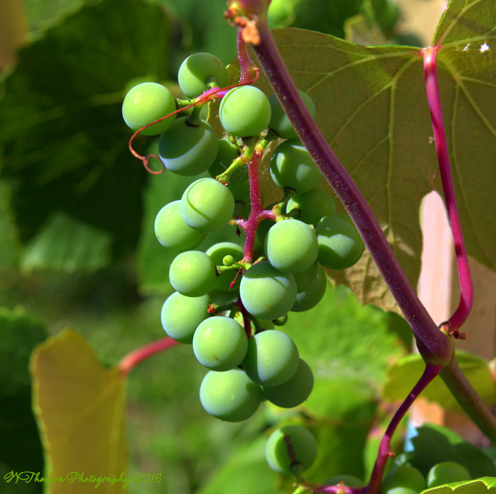 Grapes 7-8-2016.jpg
