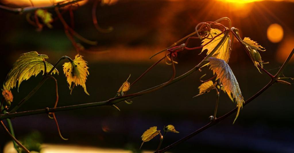 grapevine tendrils1200.jpg