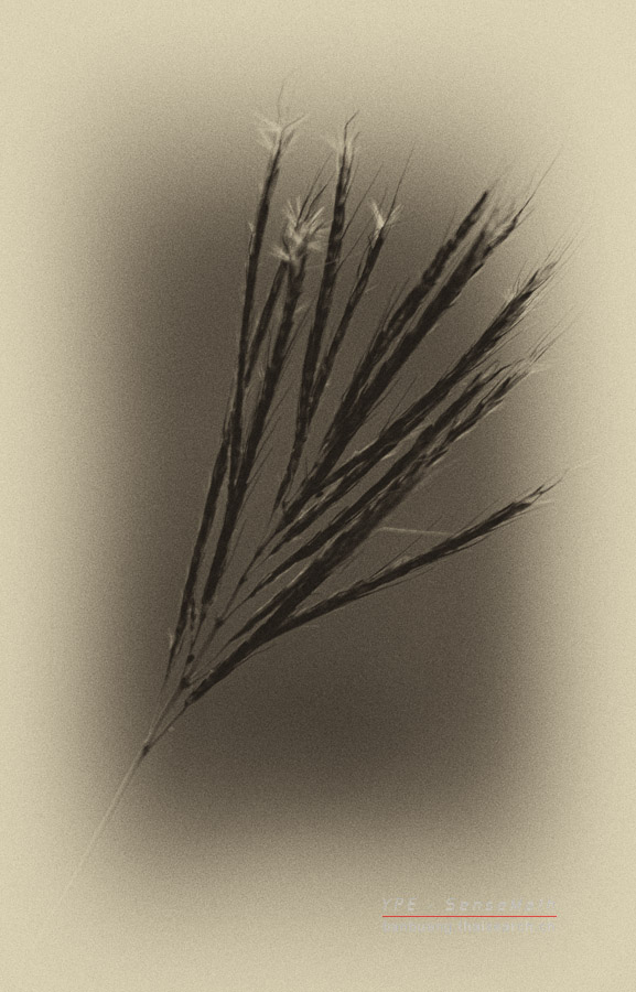 gras-1.jpg