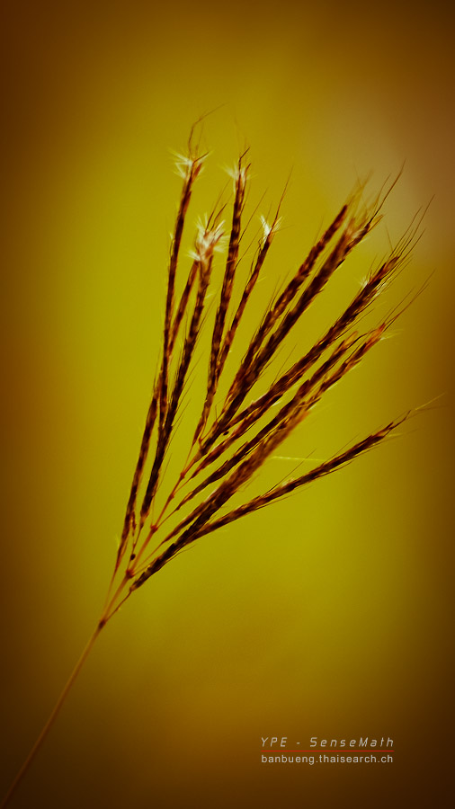 gras1-55-300-1.jpg