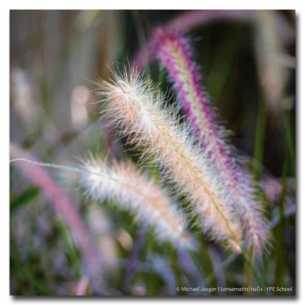 grass-1.jpg