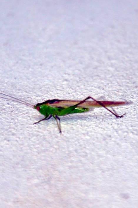 Grass Hopper.jpg