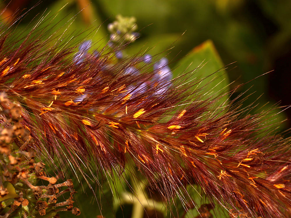 Grass.jpg
