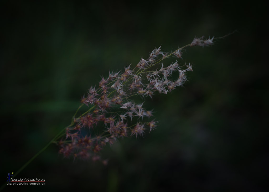 grass.jpg