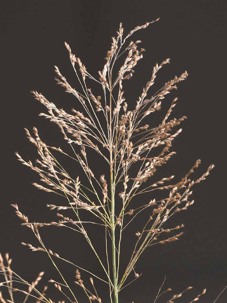 Grass2.jpg