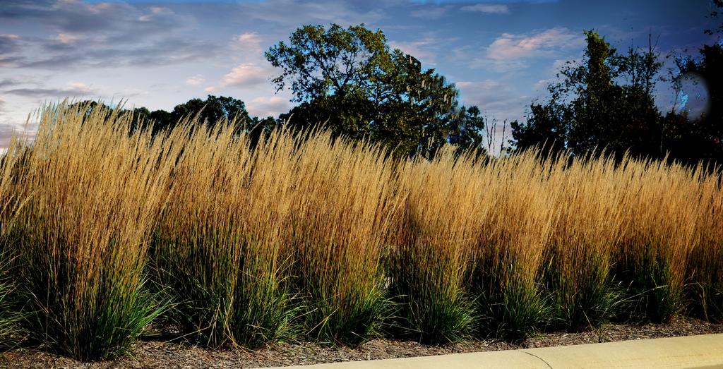 grass2.jpg