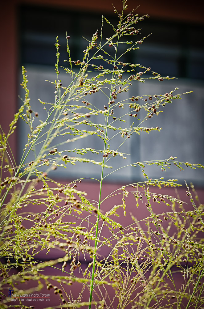grasschool-1.jpg