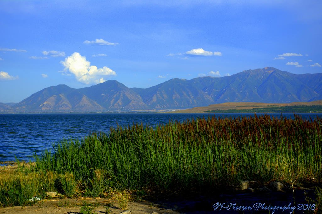Grasses on Utah Lake 7-20-2016.jpg