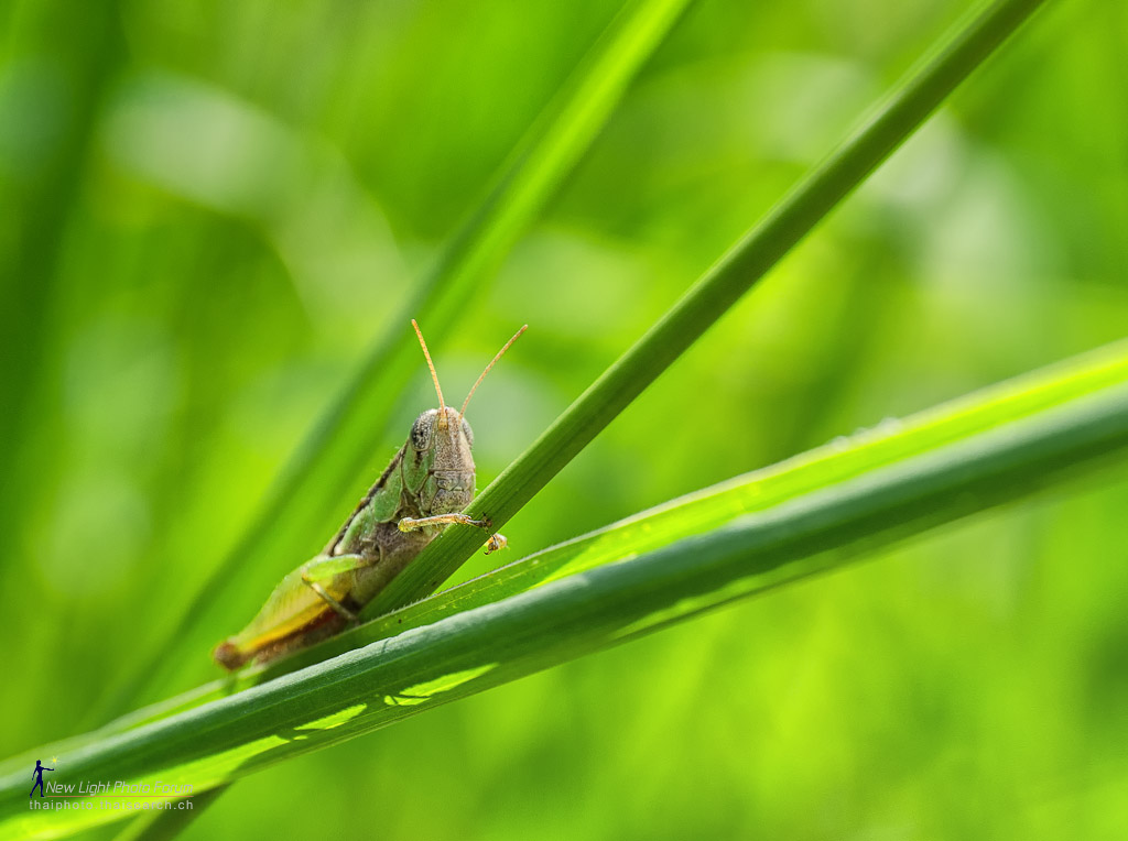 grasshopper-1.jpg