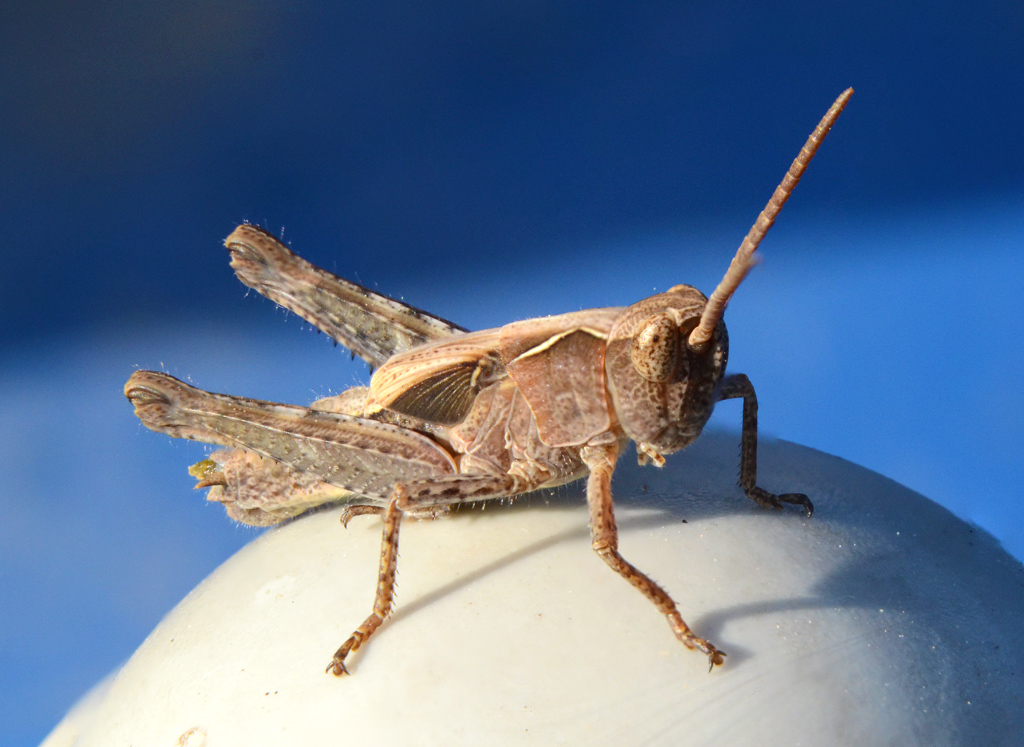 Grasshopper 2.jpg