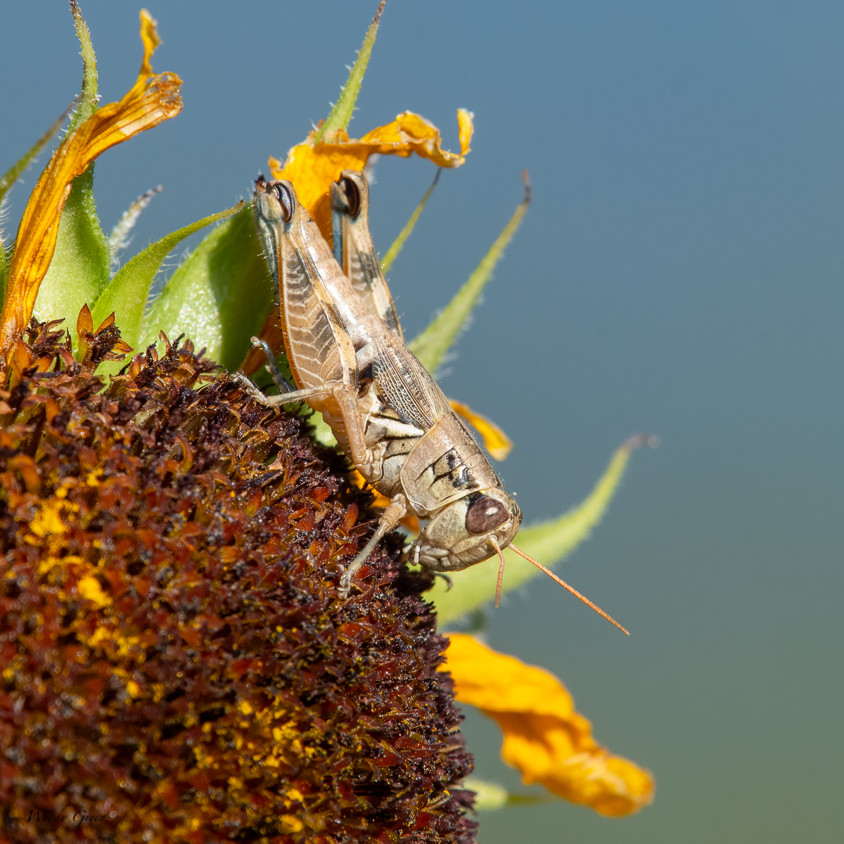 Grasshopper-20.jpg