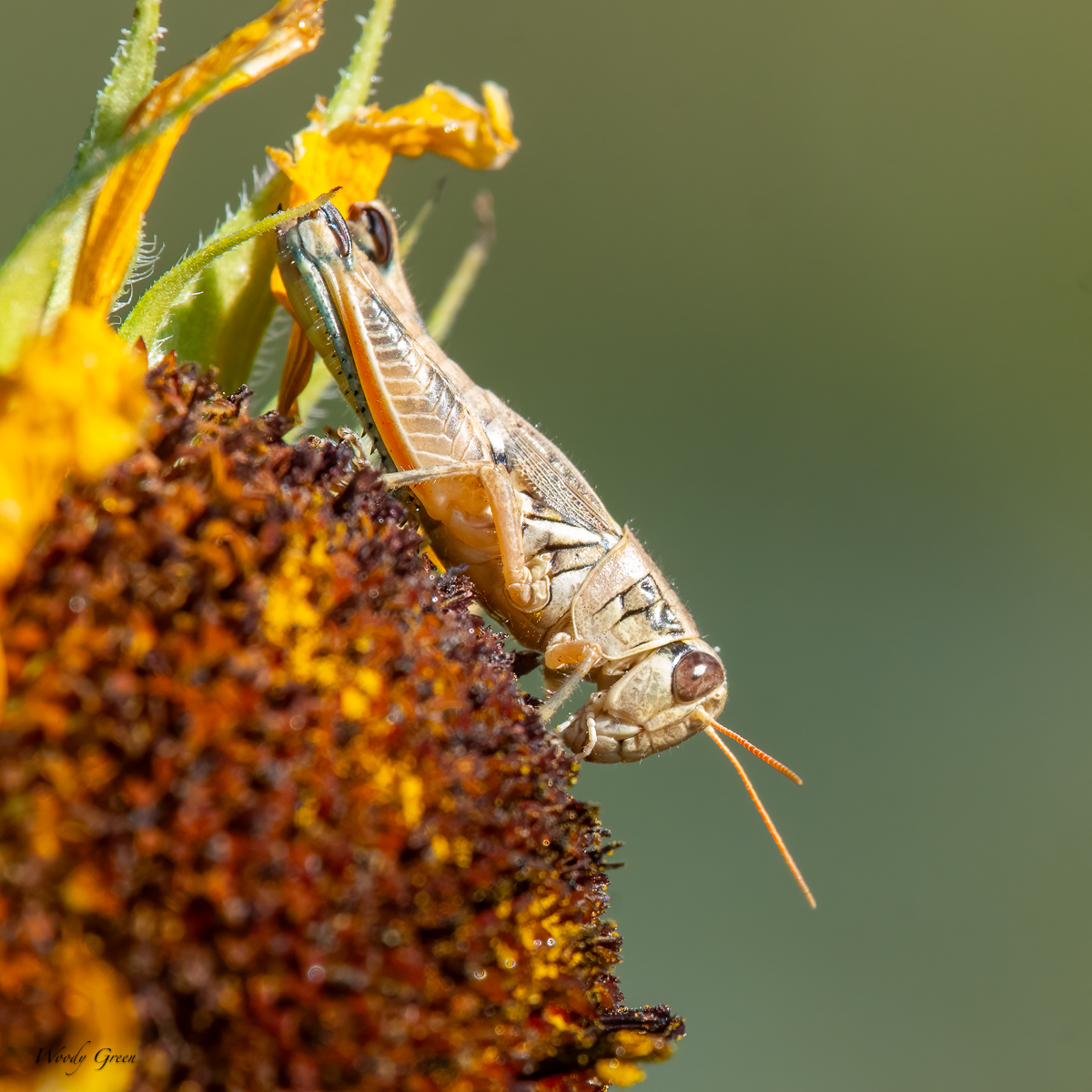 Grasshopper-21.jpg