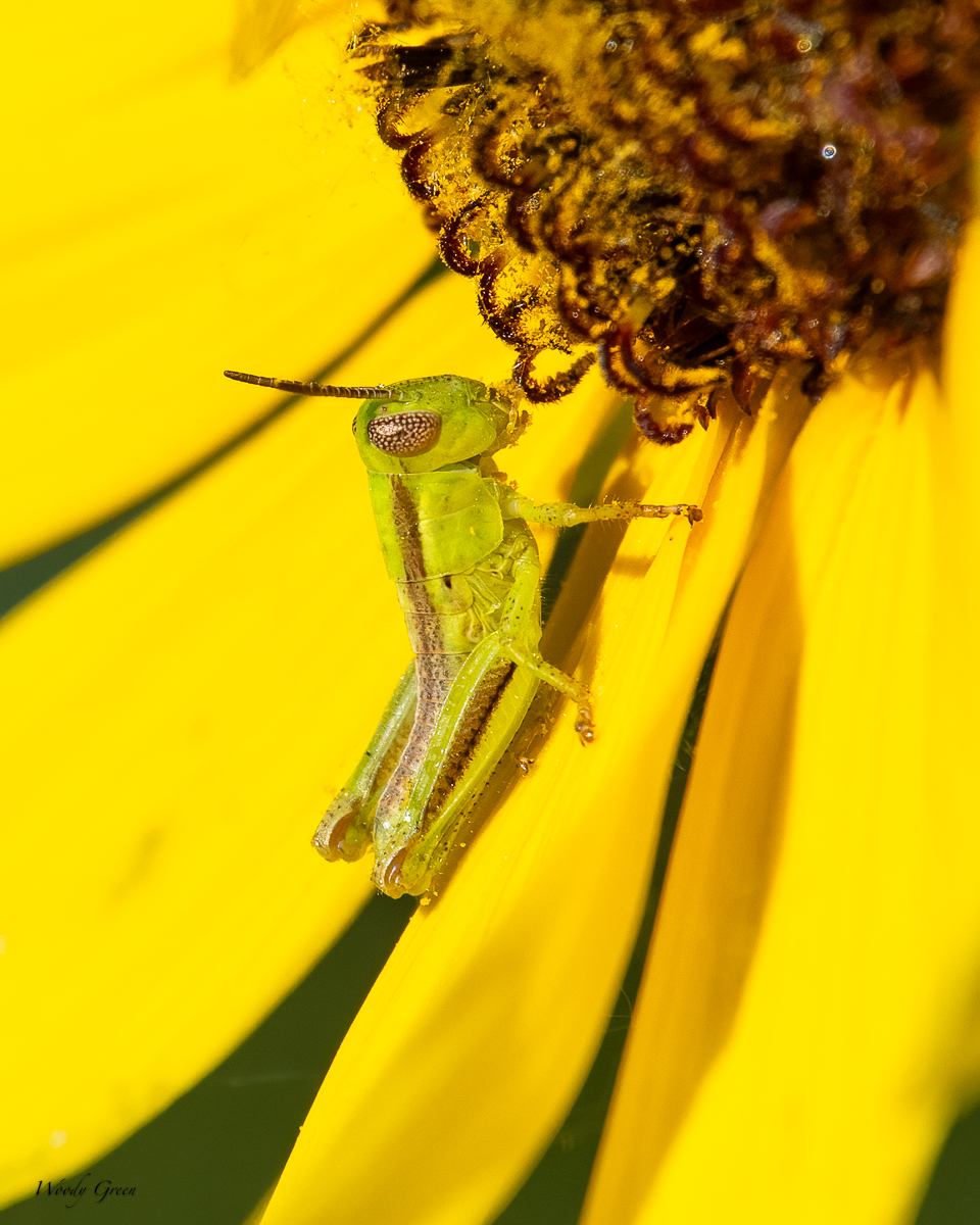 Grasshopper-22.jpg