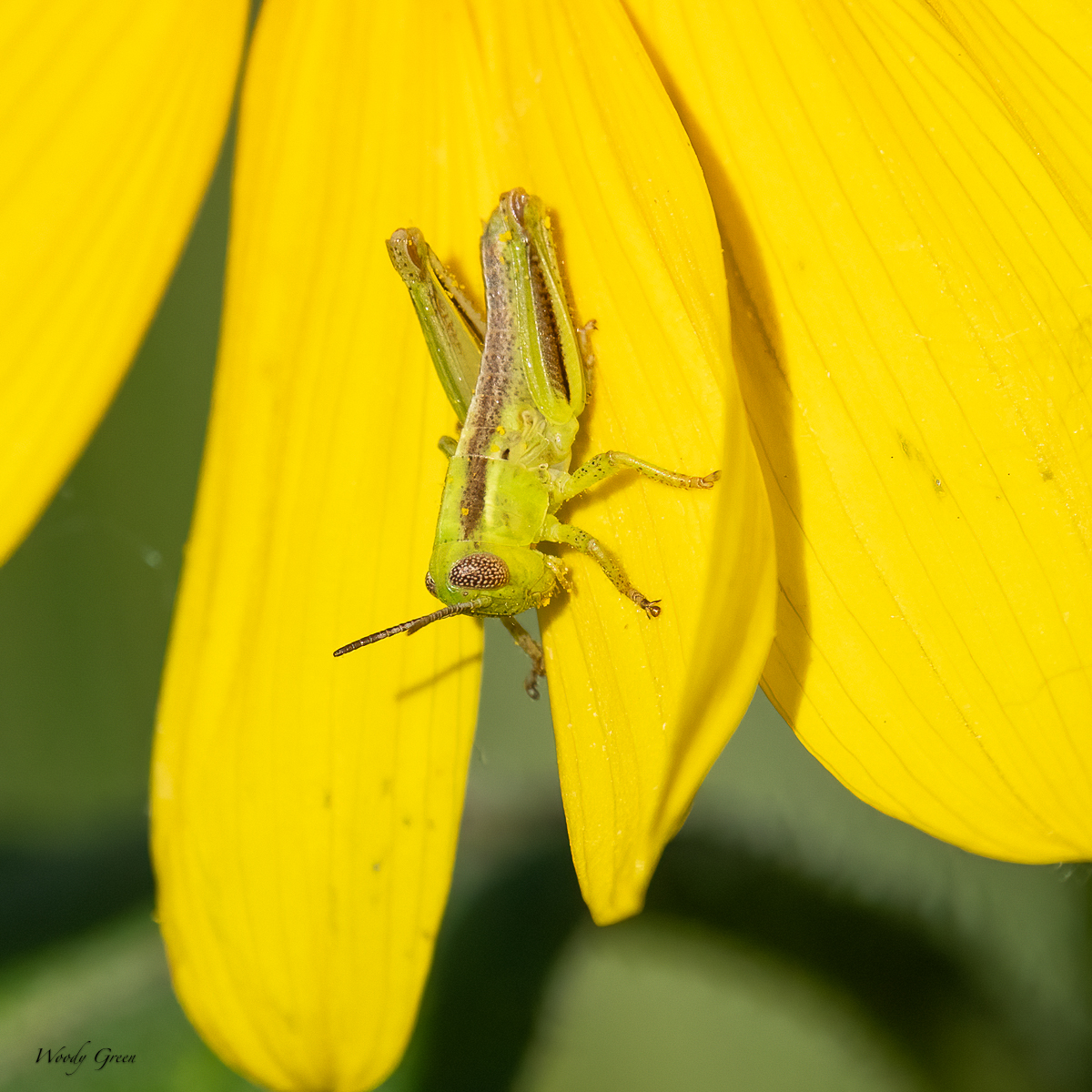 Grasshopper-23.jpg