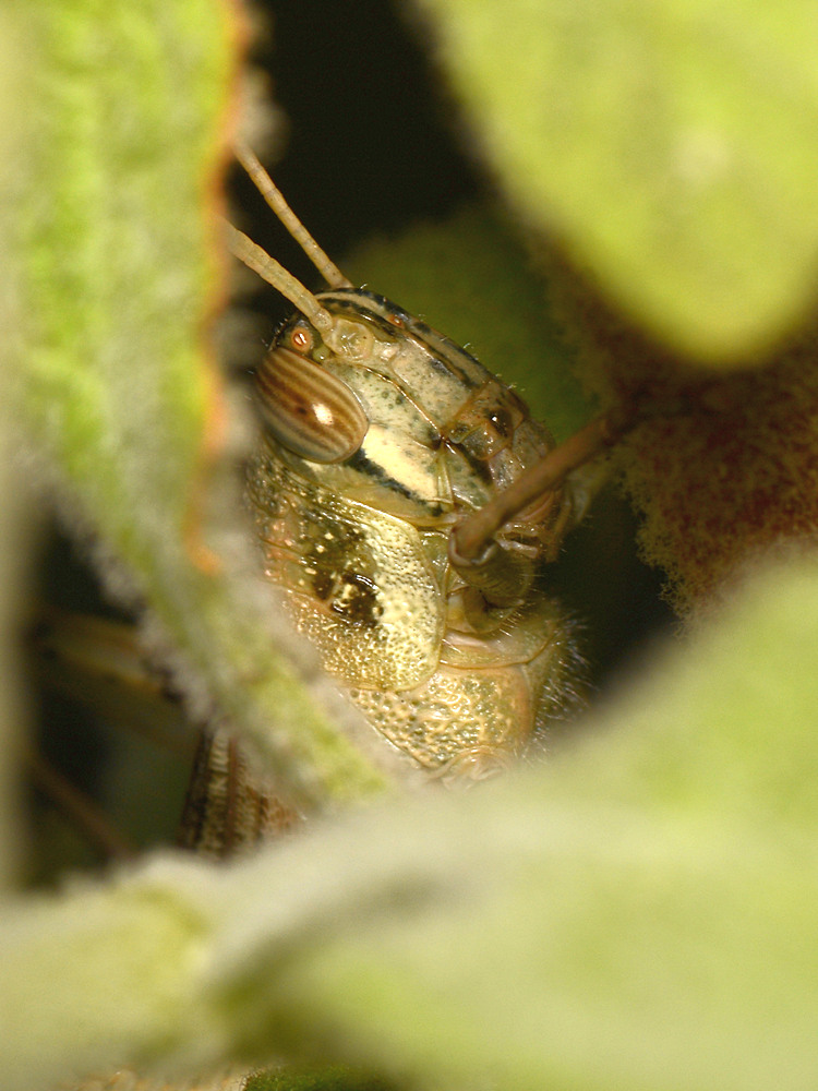 Grasshopper.jpg
