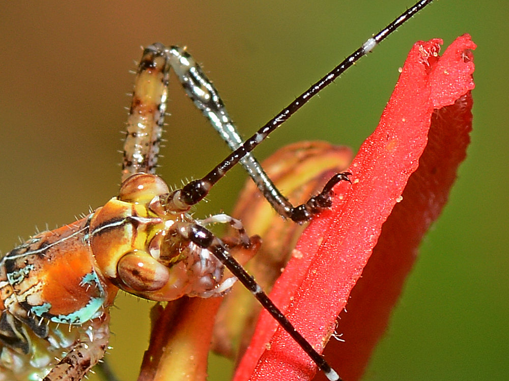 Grasshopper.jpg