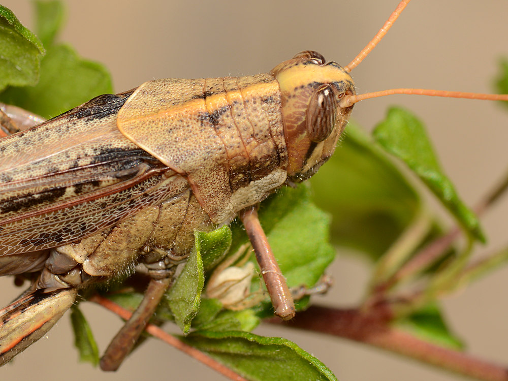 Grasshopper.jpg