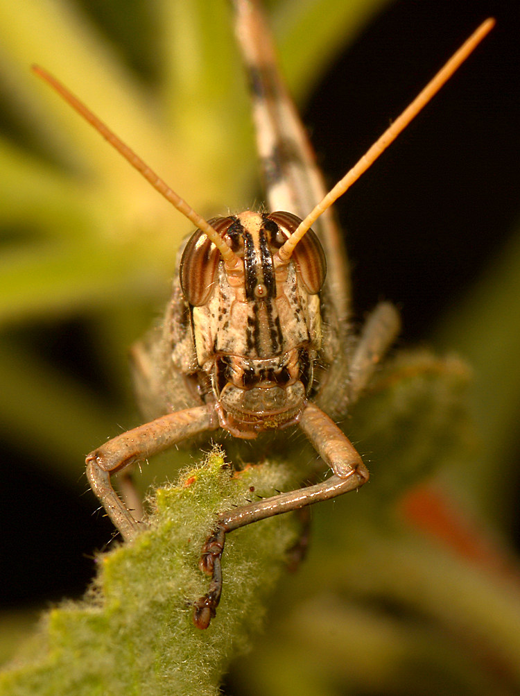 Grasshopper.jpg