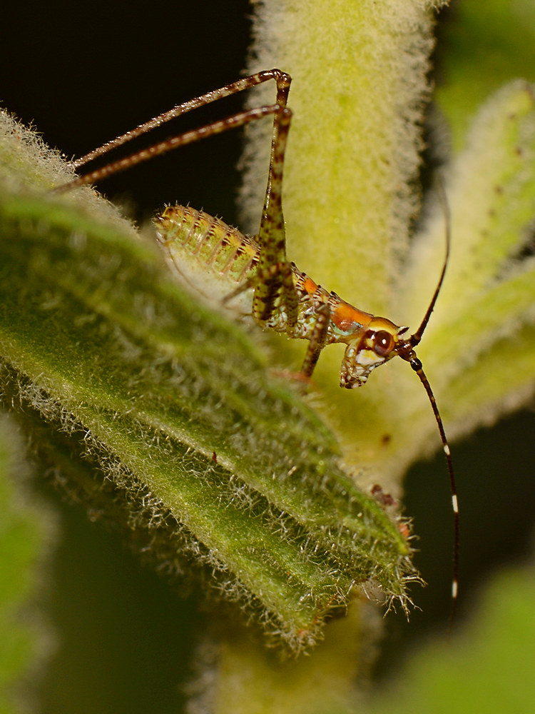 Grasshopper.jpg