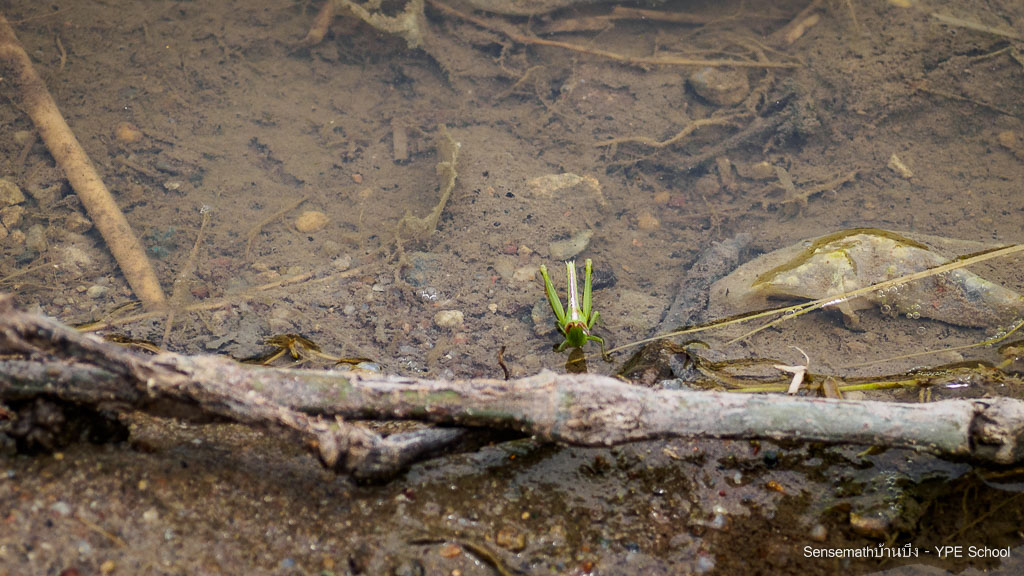 grasshopper.jpg
