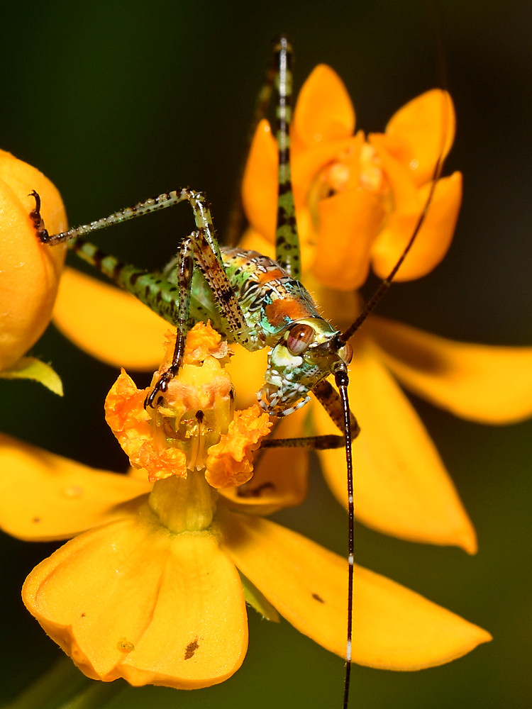 Grasshopper.jpg